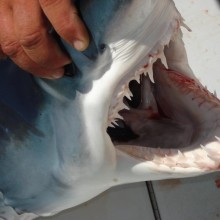 jersey devil fishing 11 20200528