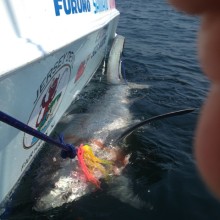 jersey devil fishing 36 20200528