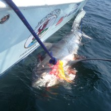 jersey devil fishing 38 20200528