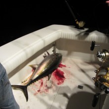 jersey devil fishing 42 20200528