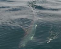 jersey devil fishing 49 20200528