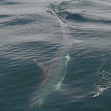 jersey devil fishing 49 20200528