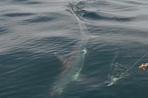 jersey devil fishing 49 20200528