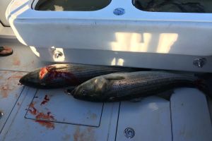 jersey devil fishing 60 20200528